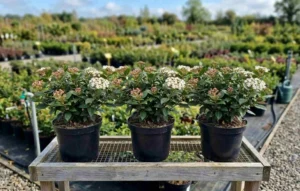 Viburnum tinus „Eve Price” – viburnum persistent