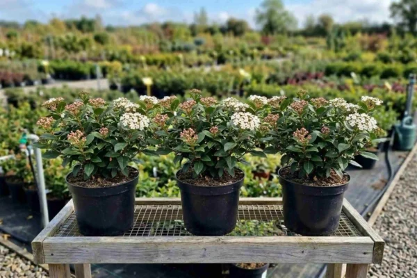 Viburnum tinus „Eve Price” – viburnum persistent de vânzare NordGarden pepinieră