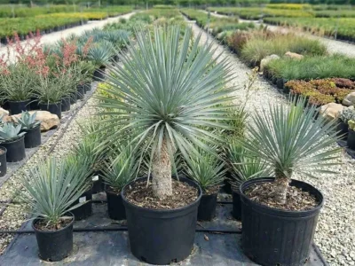 Yucca rostrata – yucca albastră Ilfov