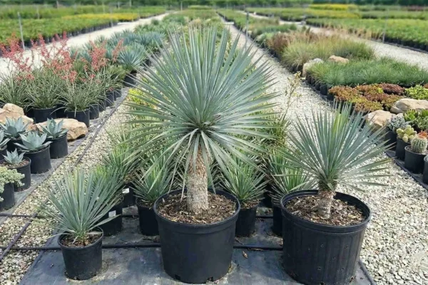 Yucca rostrata – yucca albastră de vânzare NordGarden pepinieră