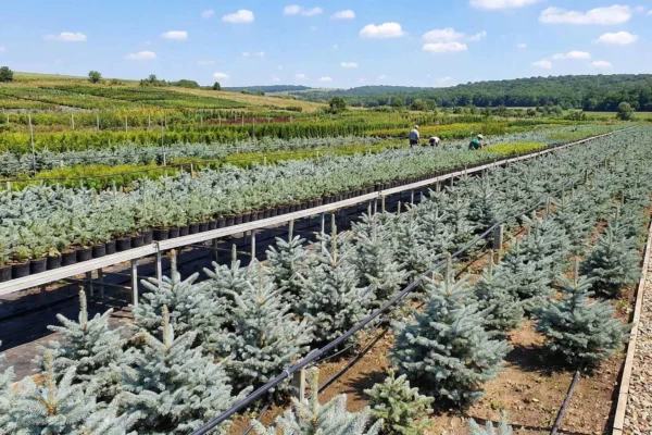 Brazi Argintii de vânzare NordGarden