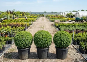 Buxus microphylla Faulkner