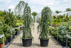 Cedrus deodara Pendula