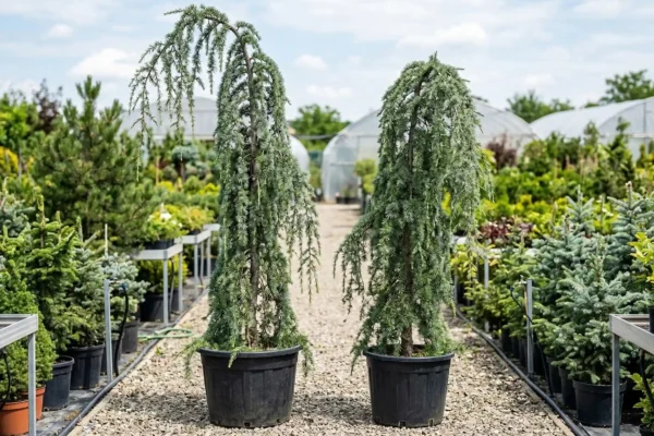 Cedrus deodara Pendula Nordgarden