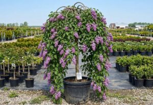 Syringa vulgaris