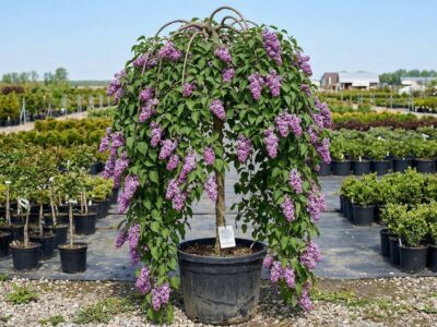 Syringa vulgaris Argeș