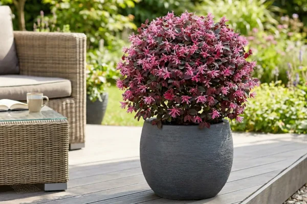 Loropetalum chinense rubra de vânzare NordGarden pepinieră