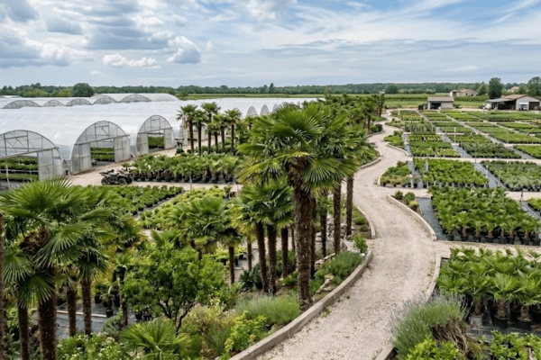 Palmieri de vânzare NordGarden