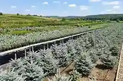 Brazi Argintii de vânzare NordGarden